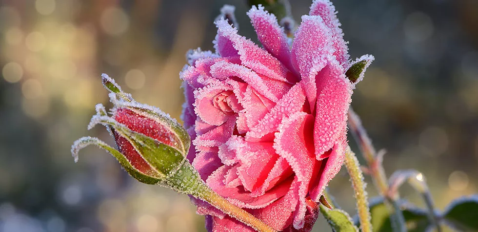 想要月季安全過(guò)冬開花翻倍？這份過(guò)冬攻略請(qǐng)查收