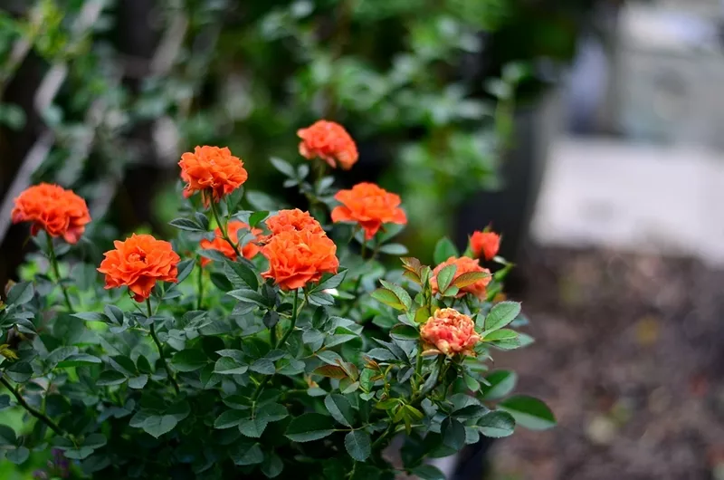 趁著天熱給月季花苞“剪幾刀”，秋花又大又密