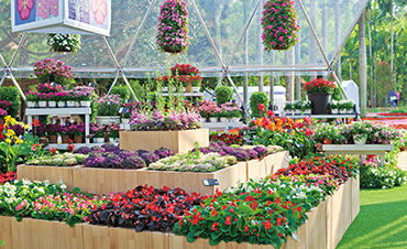 超72.6萬客流，虹越承接深圳花展核心區(qū)，打造現(xiàn)象級花展