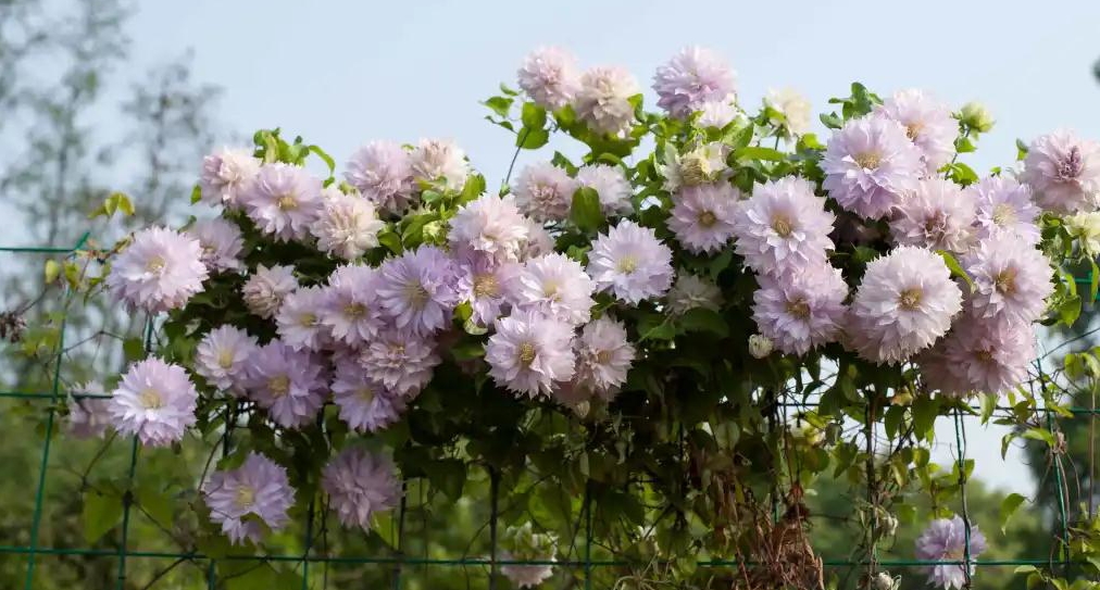 小空間也能美上天，你的花園真的很需要她！