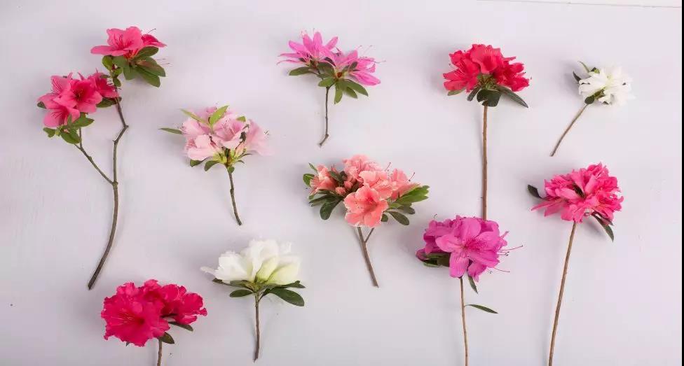 多季開花的爆花機器，給你的花園點顏色看看！