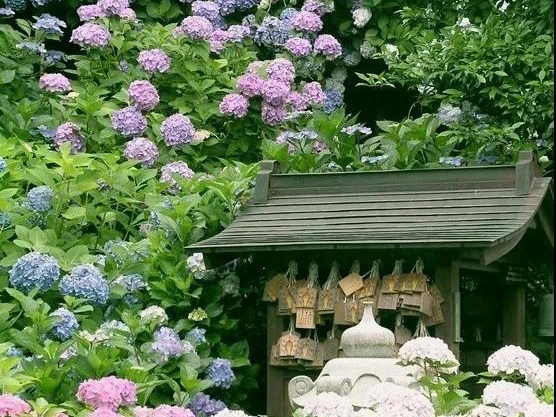 日系繡球 | 琉璃美人，不似人間客