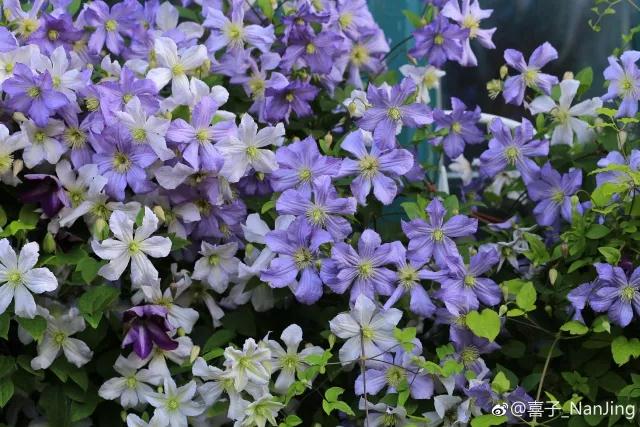 花之信 | ?傳說(shuō)中的三類(lèi)鐵怎么種？小鐵大神告訴你！