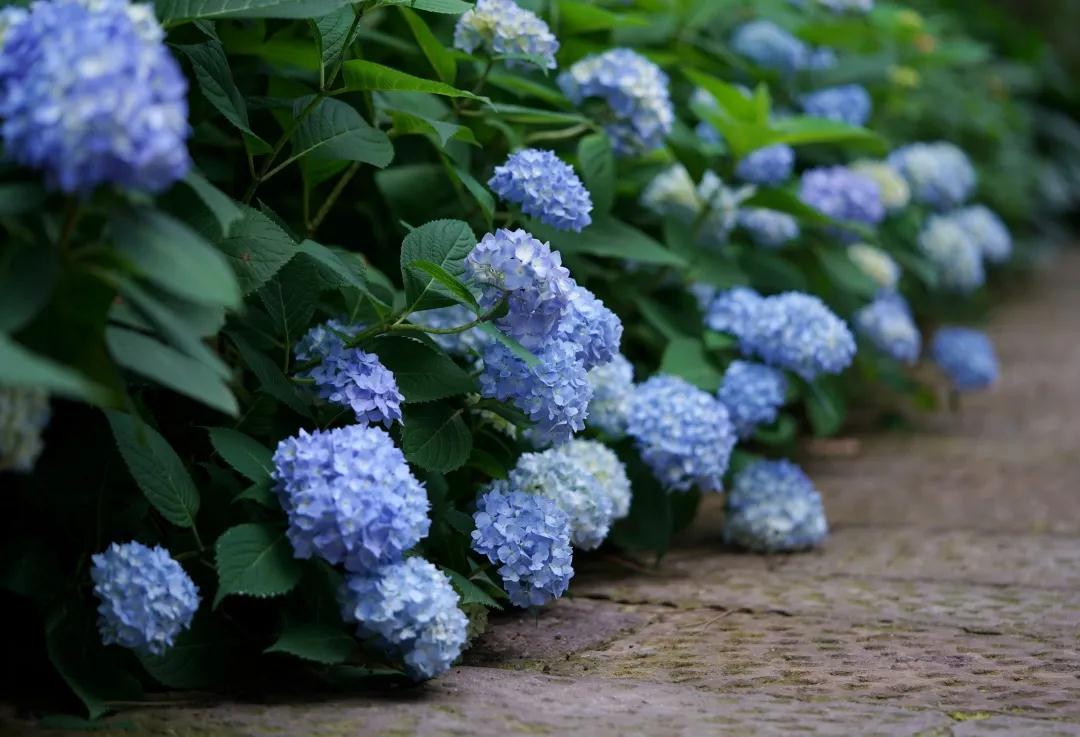 你真的了解繡球么？園藝大神上線，詳解關(guān)于繡球的一切
