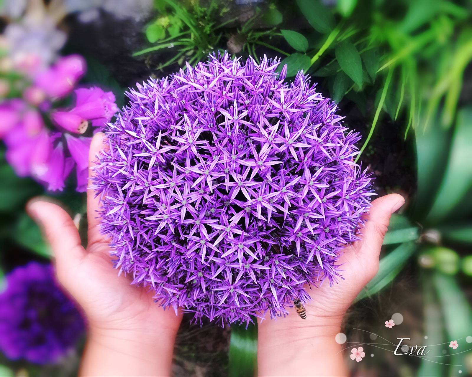 關(guān)于大花蔥，你想知道的都在這 | 球根花卉超好種·問(wèn)答篇第1期