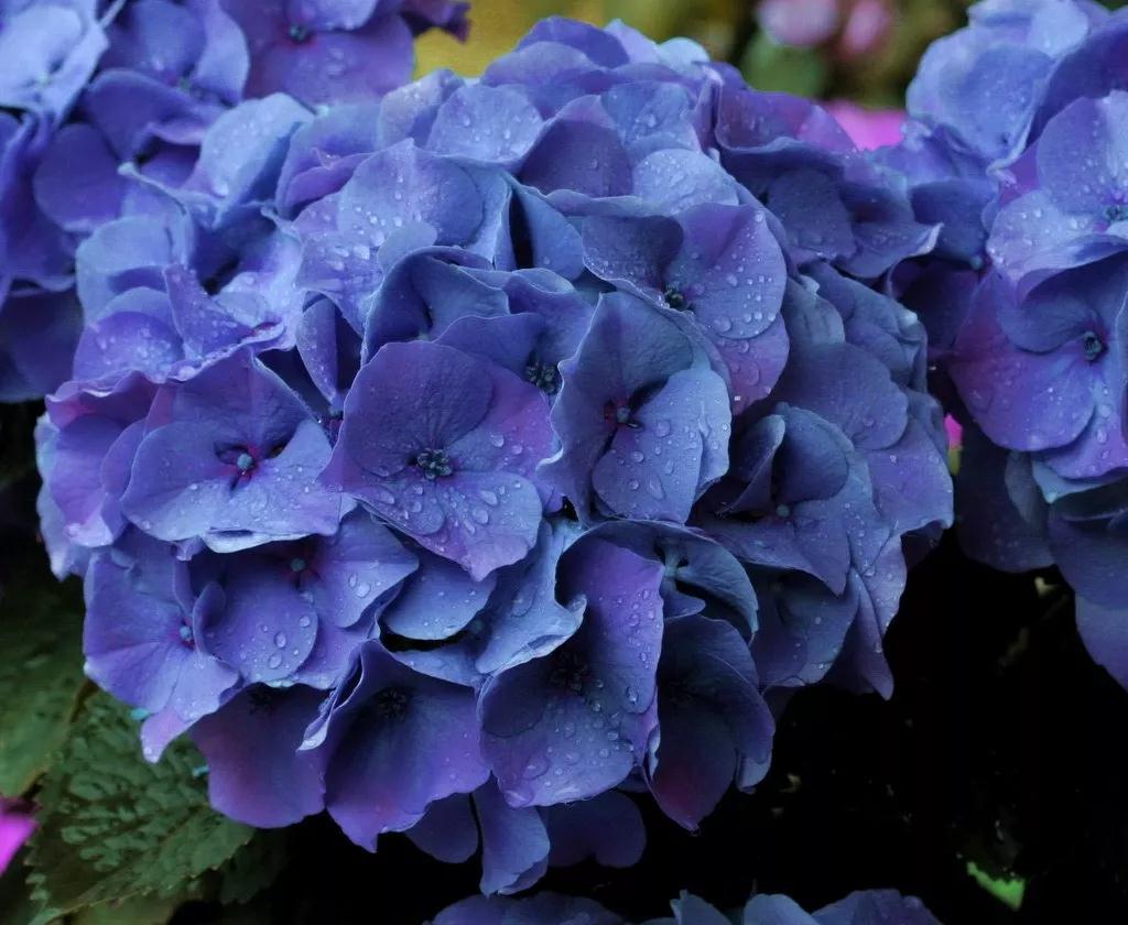 繡球究竟有多美，看了這17款進口新品種后立馬沉醉