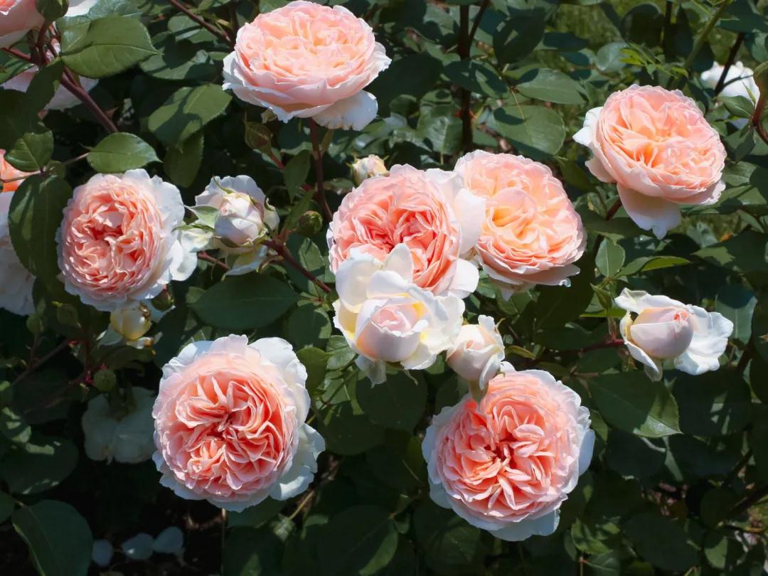 顏值即正義！新品月季人氣top10，你最愛哪一款？