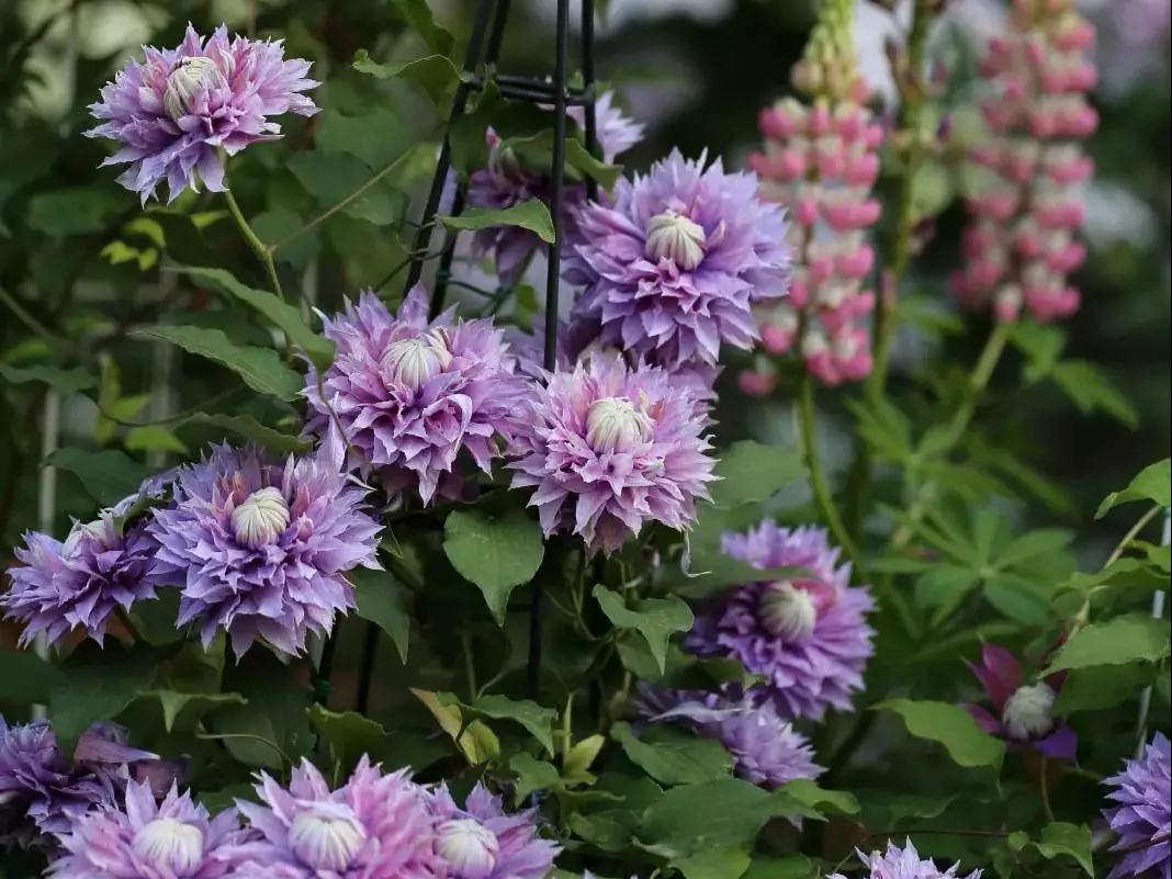 宅家花事 | 鐵線(xiàn)蓮當(dāng)季修剪指南，為春天蓄力！