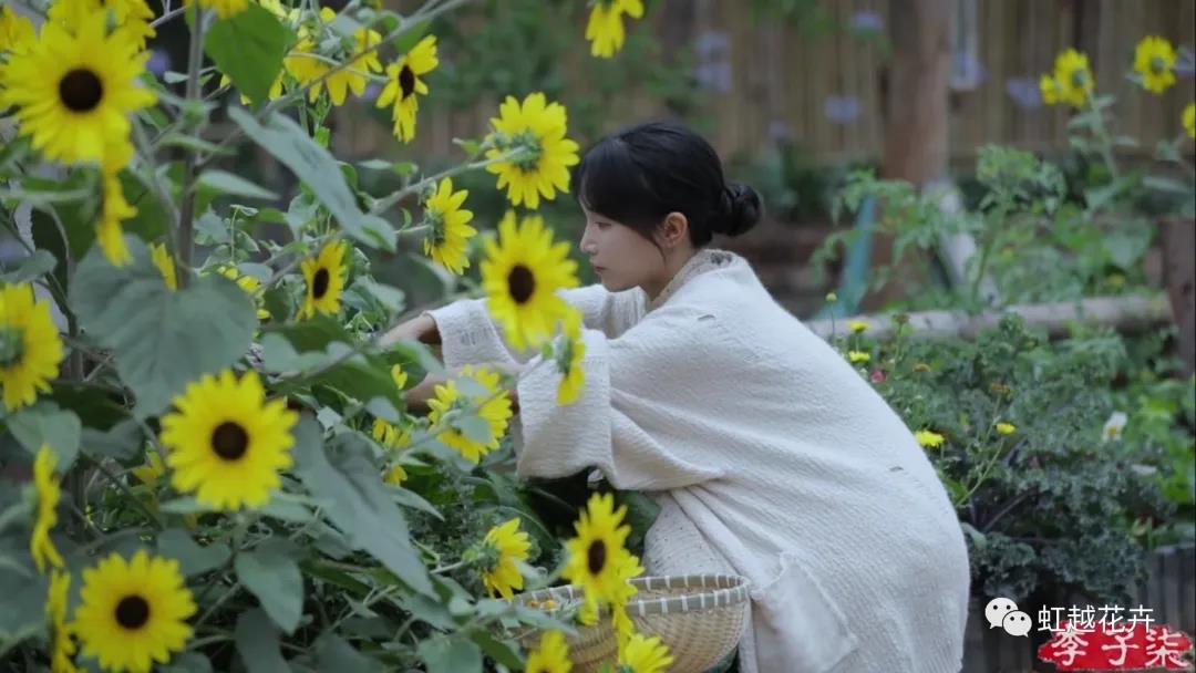 李子柒的向日葵，竟然是之前全網(wǎng)賣(mài)斷貨的它？