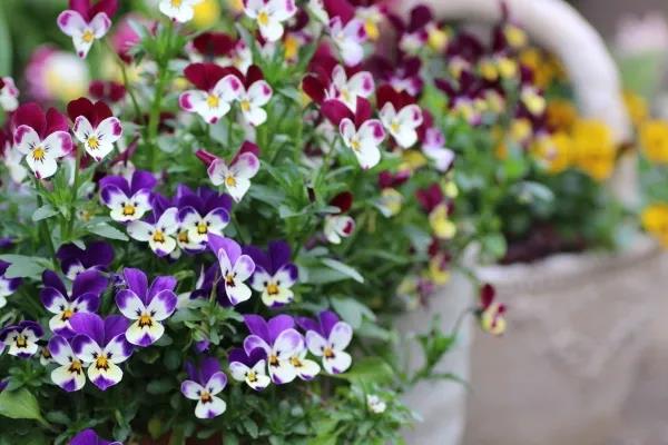 植物界第一萌寵，一大波小兔子等你帶回家