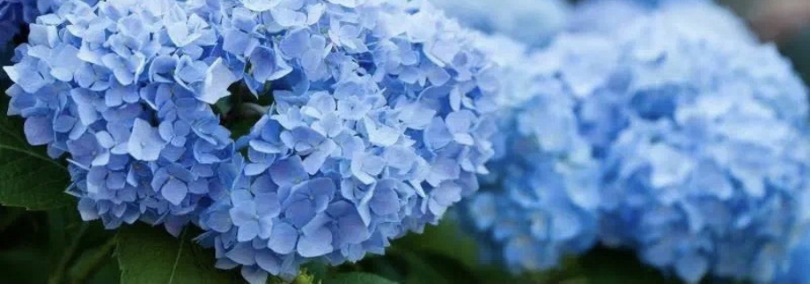 調(diào)藍(lán)的滋味，繡球和你都想了解