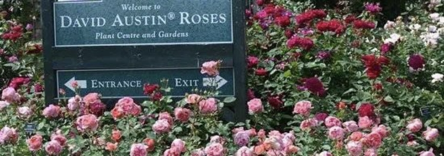 英國奧斯汀月季新品超強(qiáng)陣容亮相，遠(yuǎn)期預(yù)售重磅回歸！