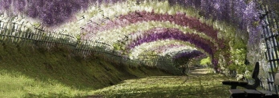 20年都不開(kāi)花的紫藤，只能拿來(lái)燒火了嗎？？？