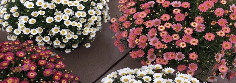 瑪格麗特開到盆都裝不下，你需要這么做｜大神說