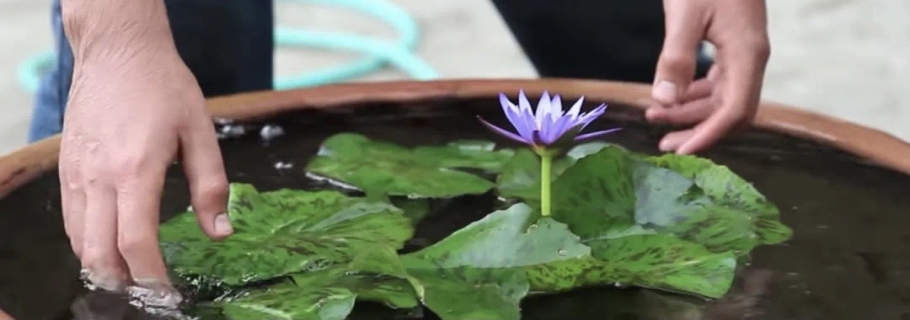多余的大盆不要扔， 留著種睡蓮，驚艷所有人