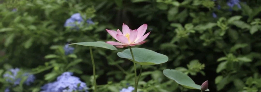 碗蓮：雖然我個(gè)頭小，但我美麗又好玩！