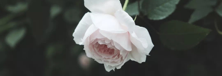 關(guān)于月季抹芽這件事，老師已經(jīng)說倦了~