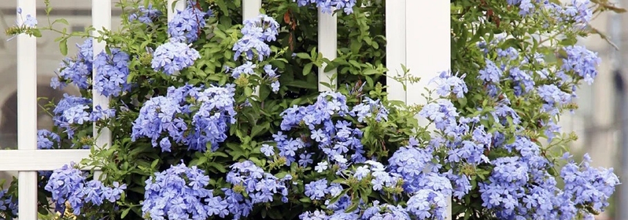 神仙顏值的開花勞模，送你一個藍(lán)色的清涼夏天