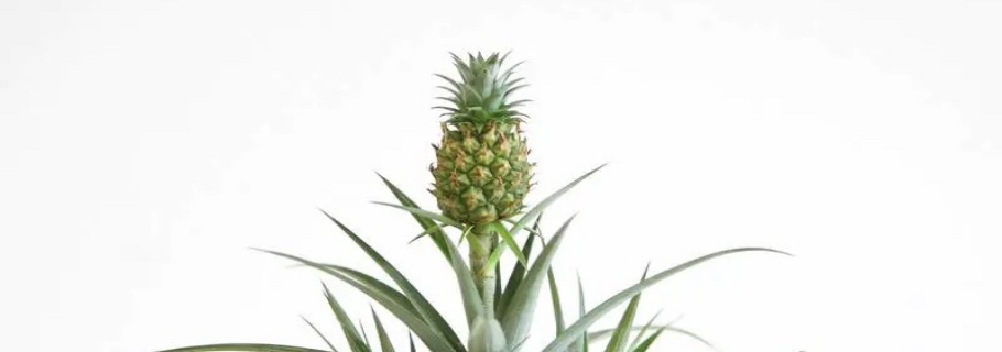 家里種菠蘿的快樂，你值得擁有！