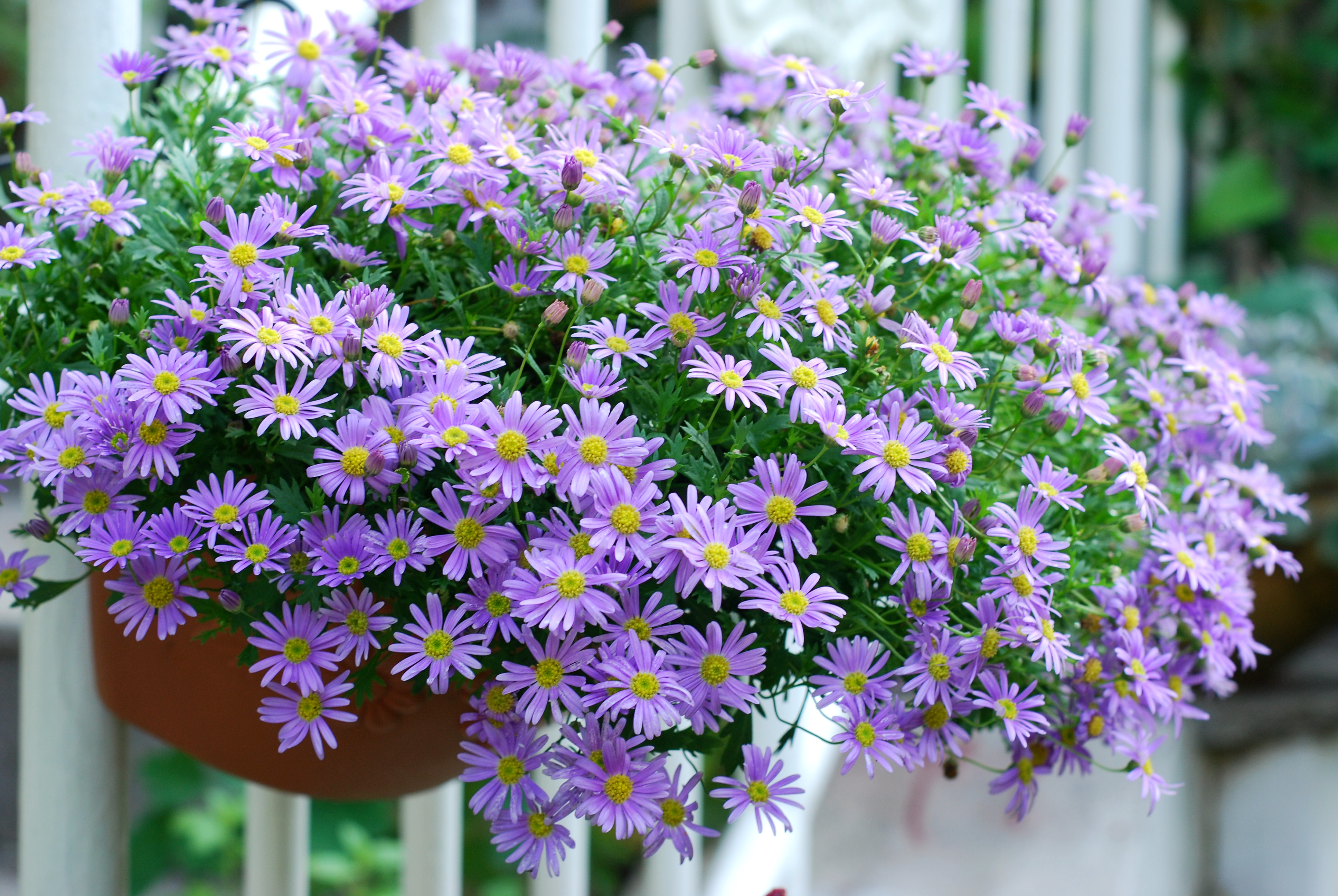 花開365天的姬小菊能有多可愛？親自體驗(yàn)才知道！