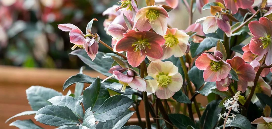 比玫瑰更燦爛，鐵筷子才是360度無死角的仙女花！