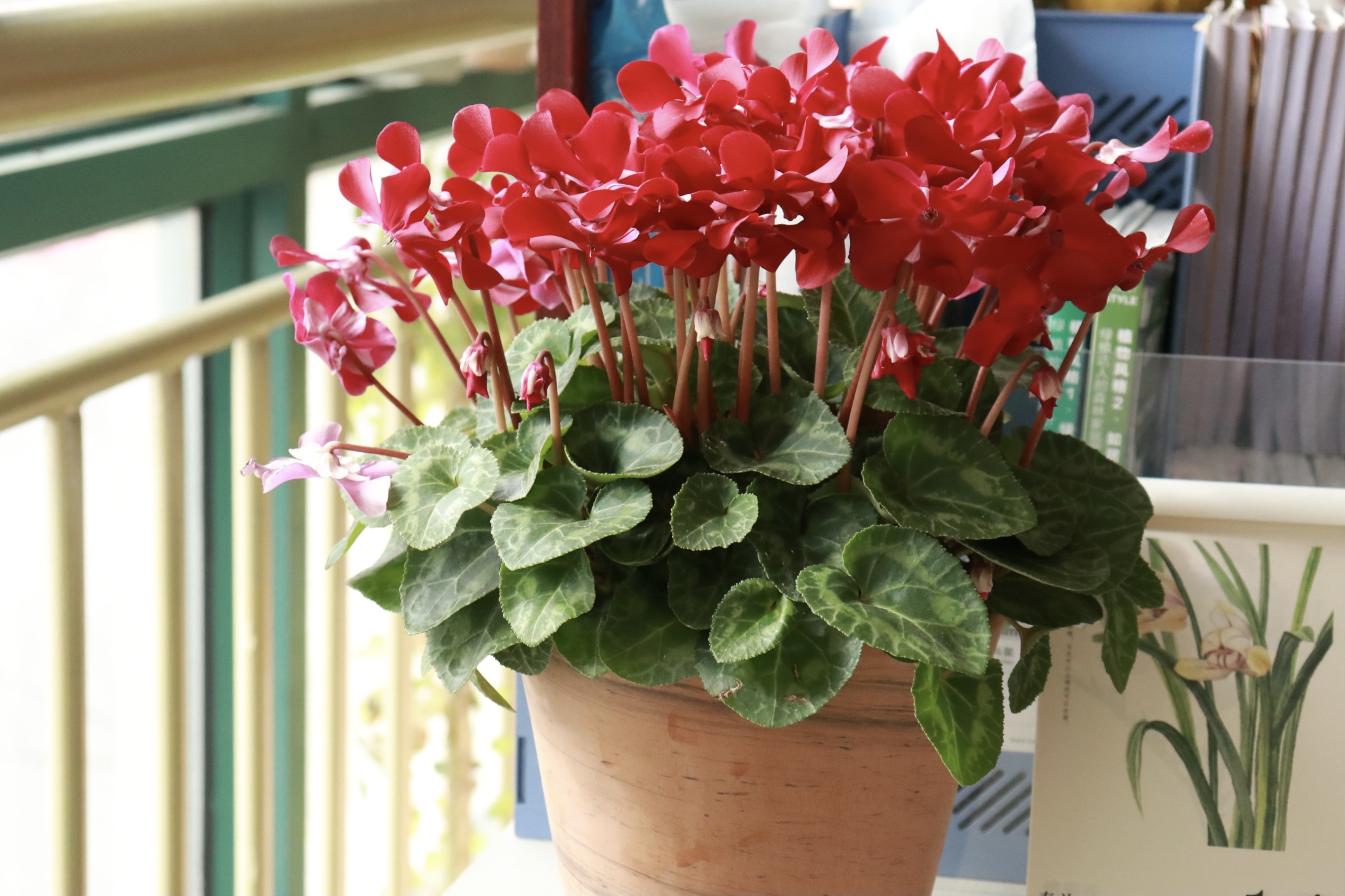 一言不合就爆花，今年最火的仙客來你入手了嗎？