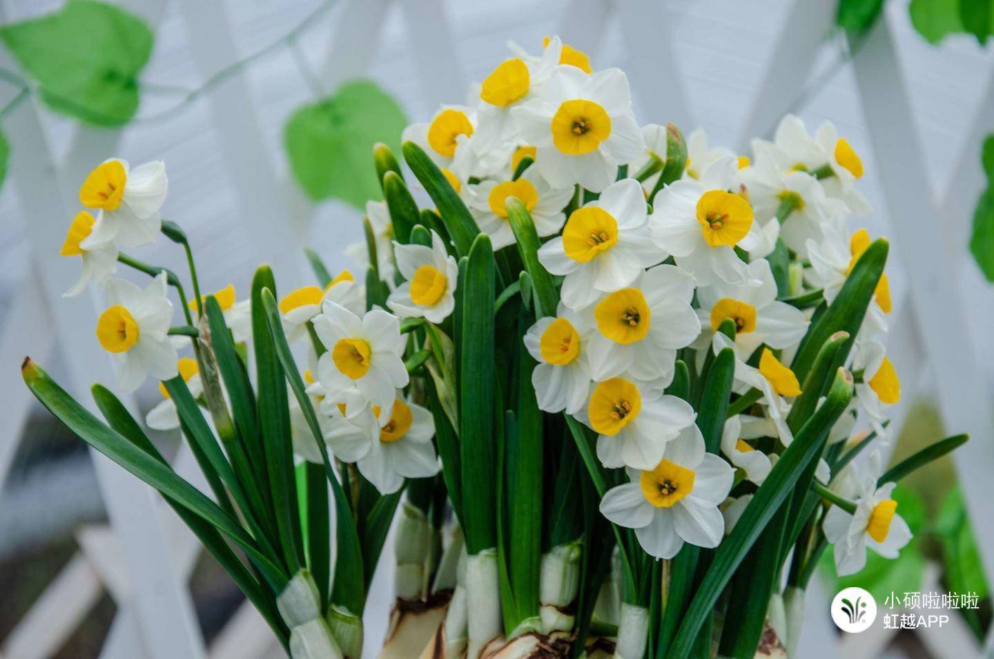 只要有水就滿室生香，難怪全世界都愛養(yǎng)它！