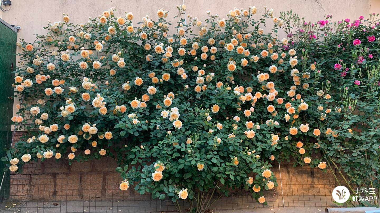 牙簽苗逆襲成十米月季花墻，兩年就足夠！