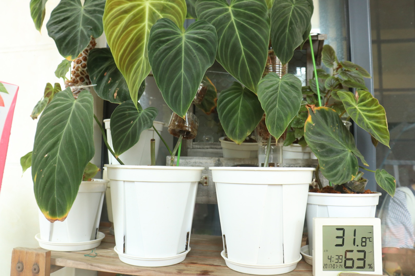 他在5㎡的陽(yáng)臺(tái)種了100盆綠植，打造逃離夏日的小森林