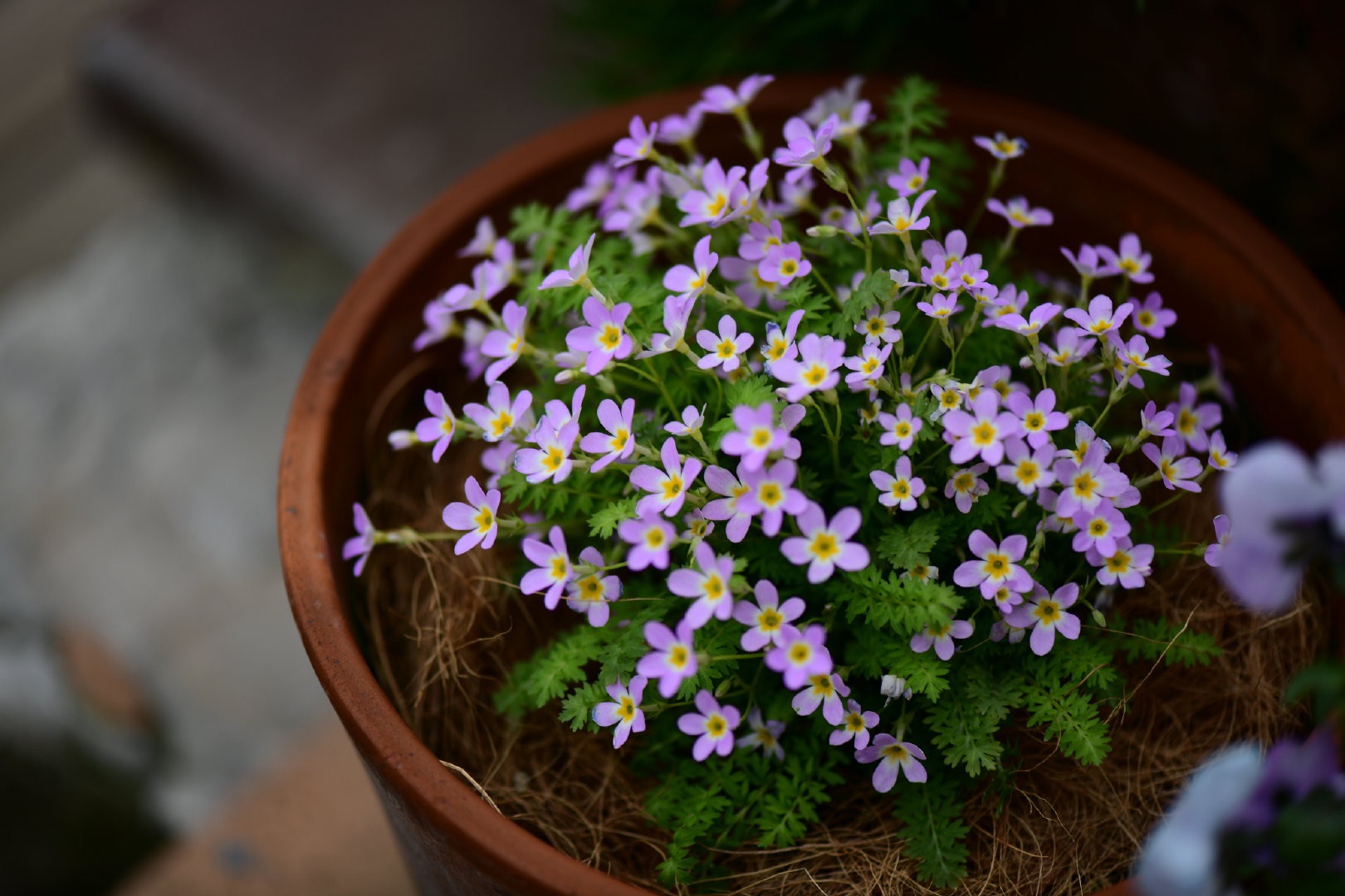 自帶仙氣的爆花小可愛，早春花園的美麗秘密竟然是它！