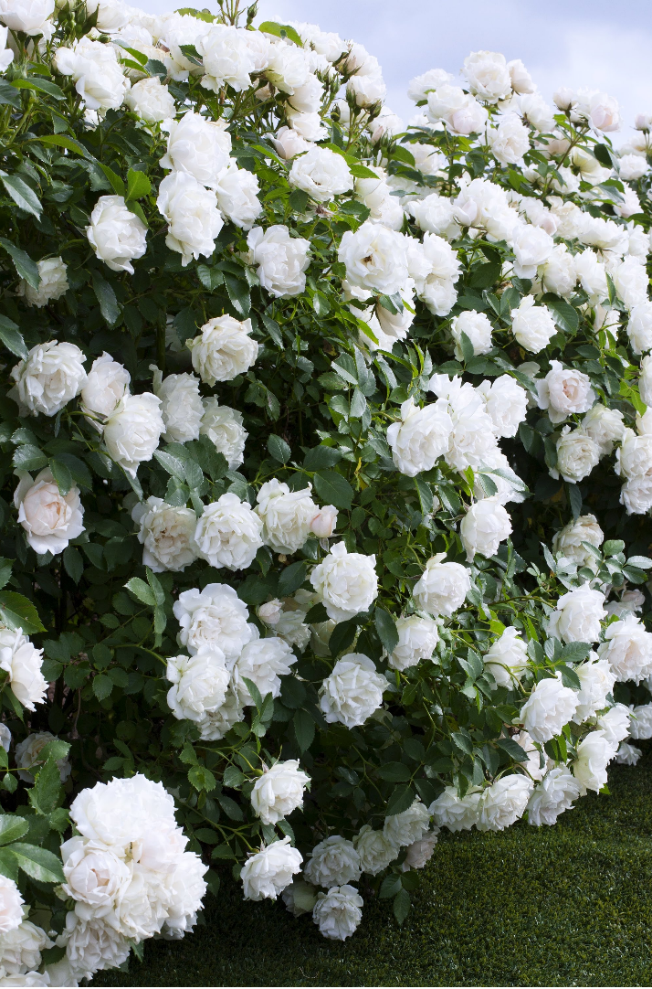 玫昂月季新品大盤點(diǎn)：百年企業(yè)，出手即王炸！