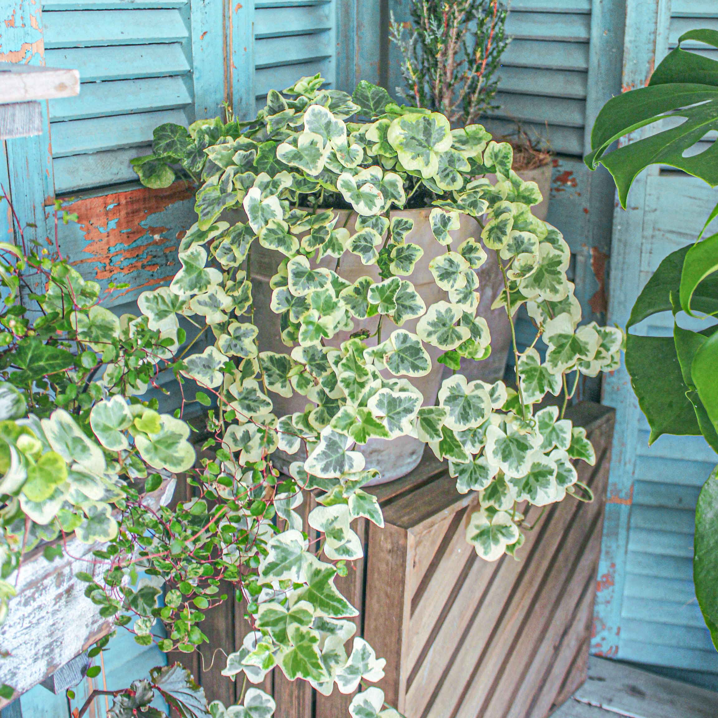 葉比花美！最好養(yǎng)的白錦植物竟然是它！