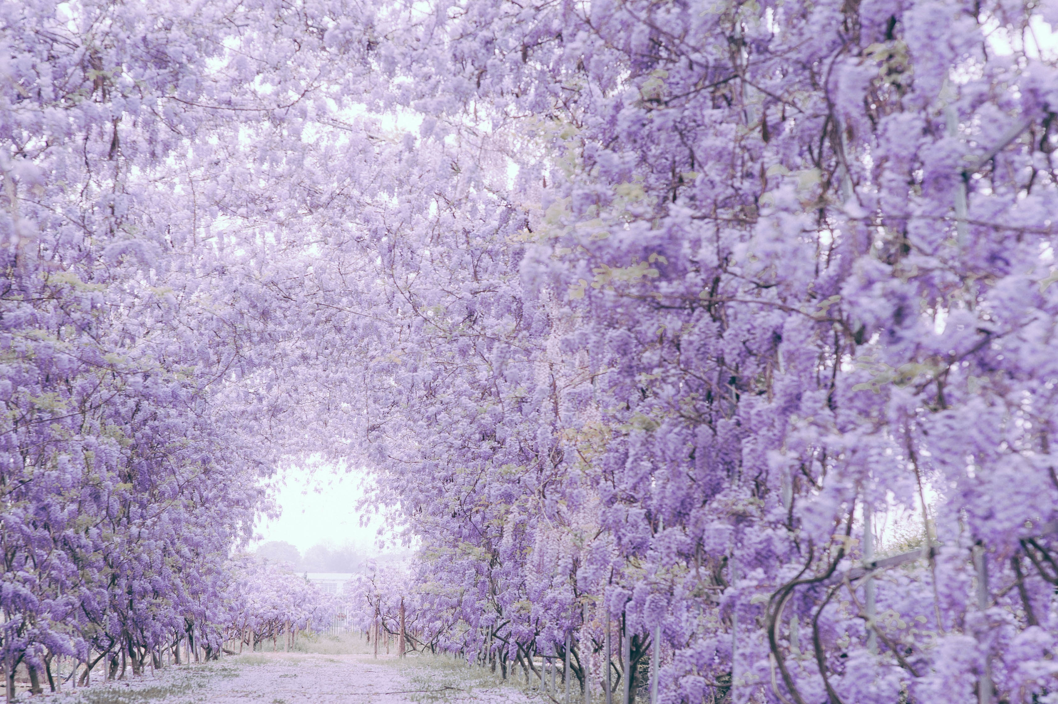 花開如瀑普羅旺斯，送你一個燦若云霞的春天