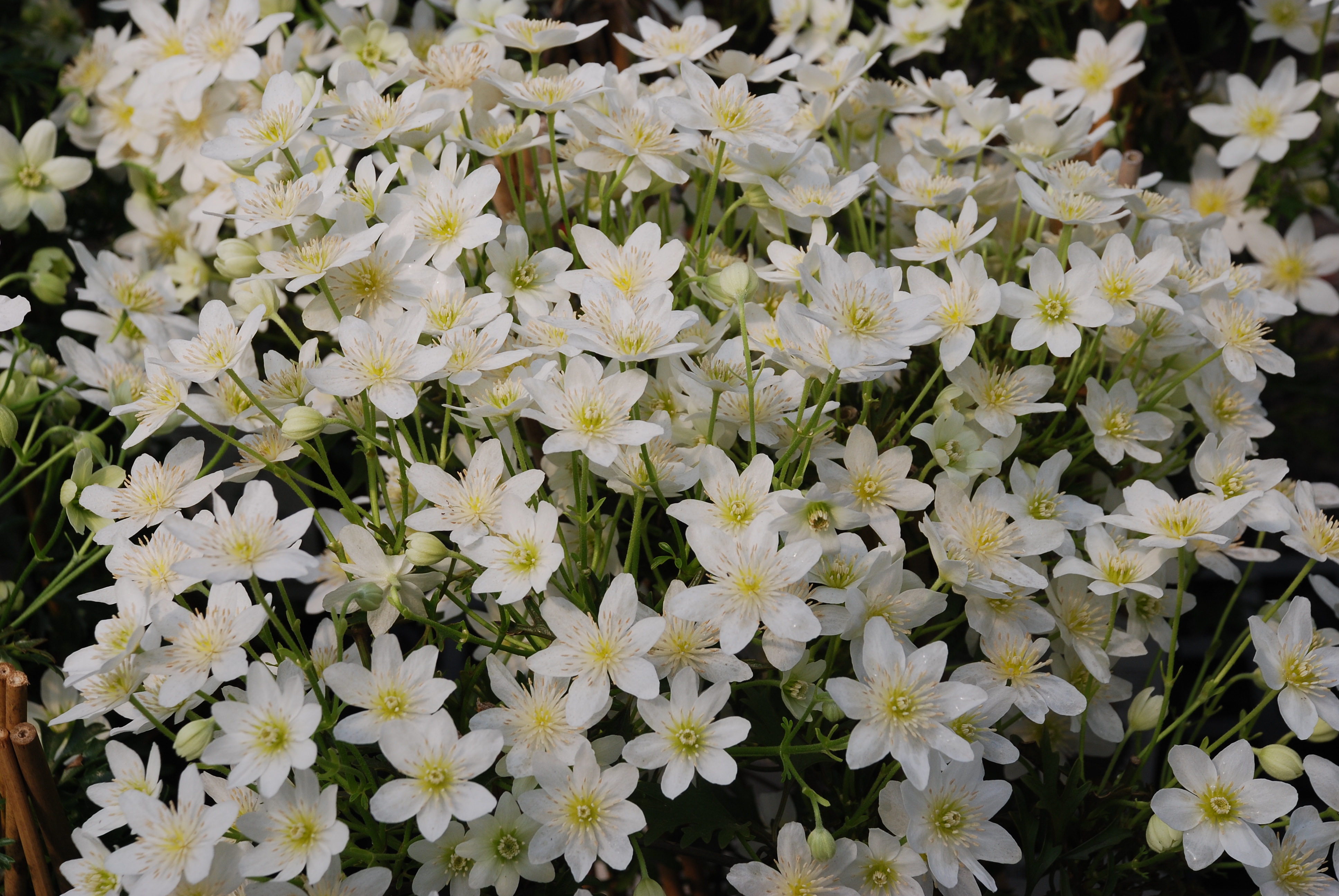 都2022年啦，“美”要勇敢曬出來！鐵線蓮比美大賽又又又來了