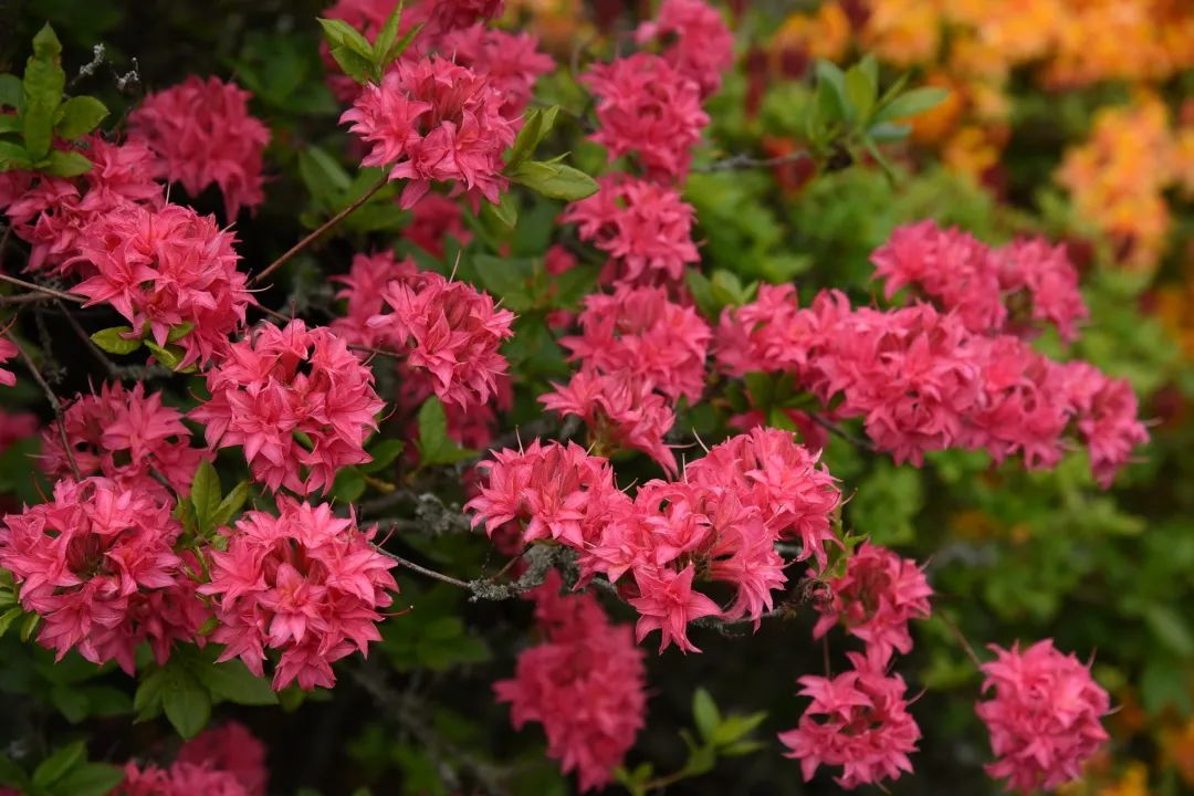 美到?jīng)]朋友的落葉杜鵑，種下就成傳家寶！