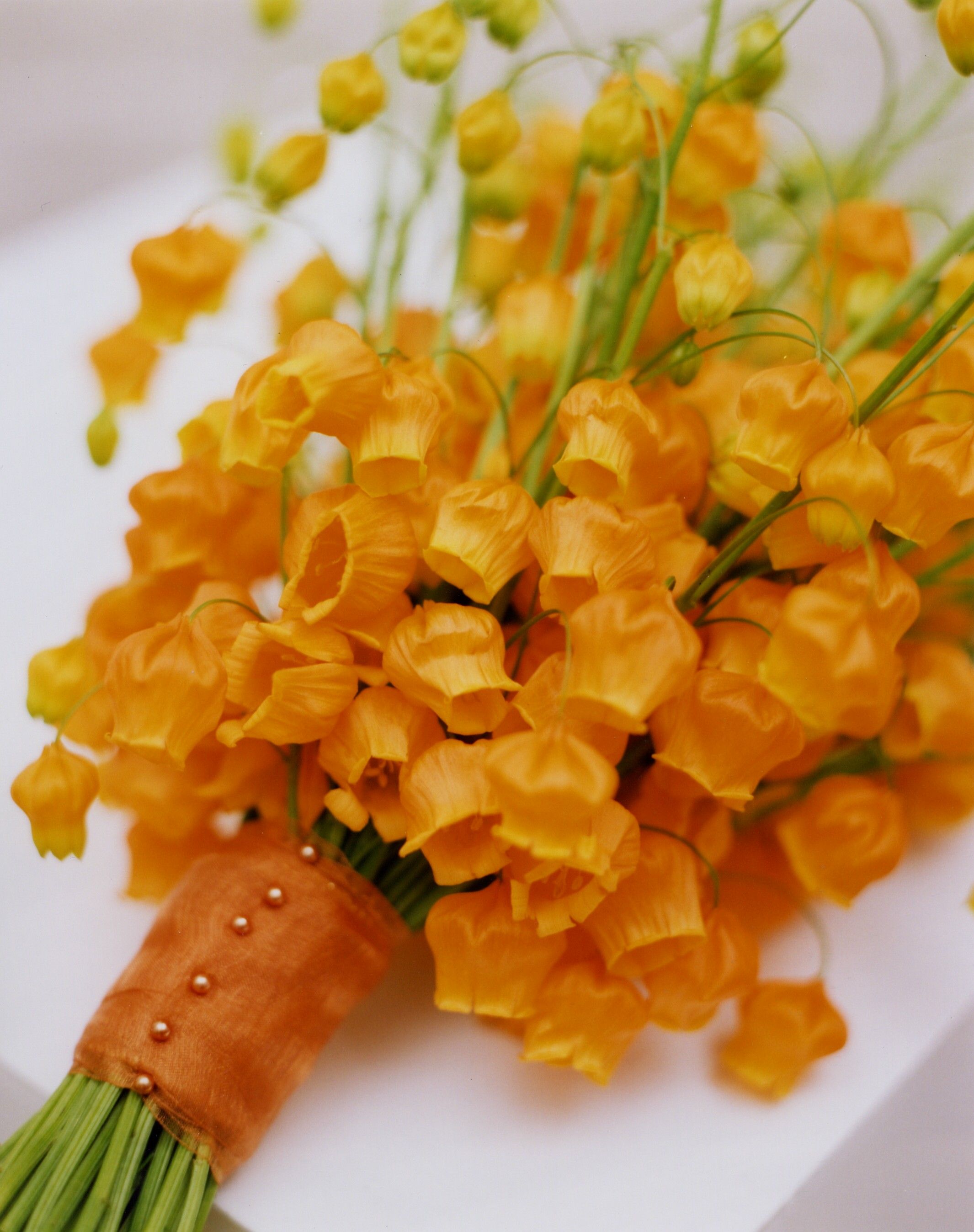 花開即出小燈籠的‘百合’，美得就像一幅畫！