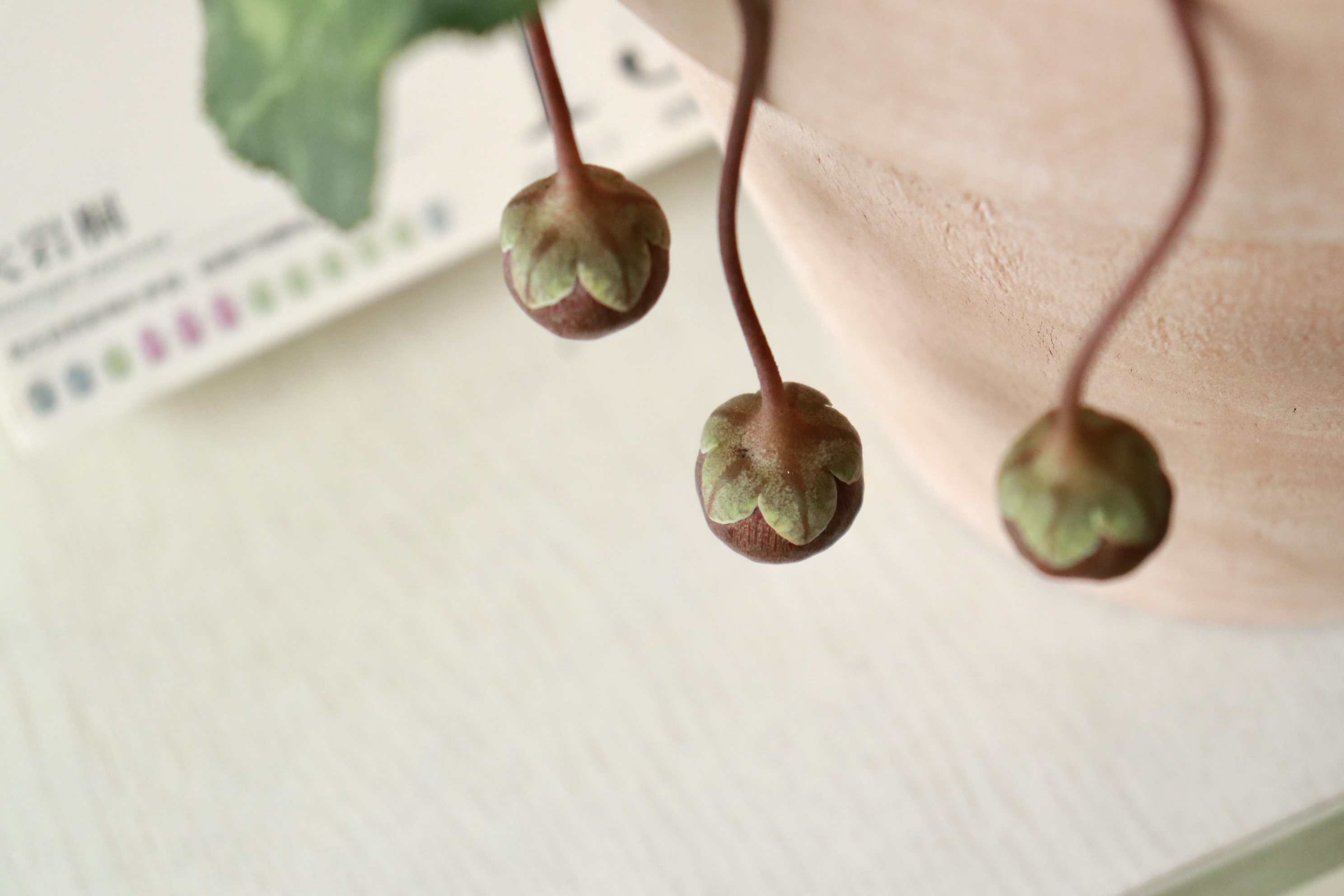 騙倒99%的人的神秘種子，竟然來自于人手一盆的它！