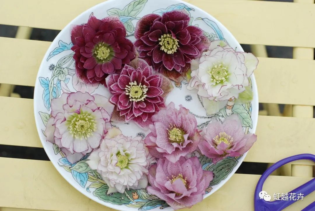 除了名字簡直完美的鐵筷子，人間仙女花就是她吧！