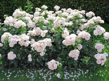 2022深圳花展，這些新優(yōu)品種都獲獎(jiǎng)啦！