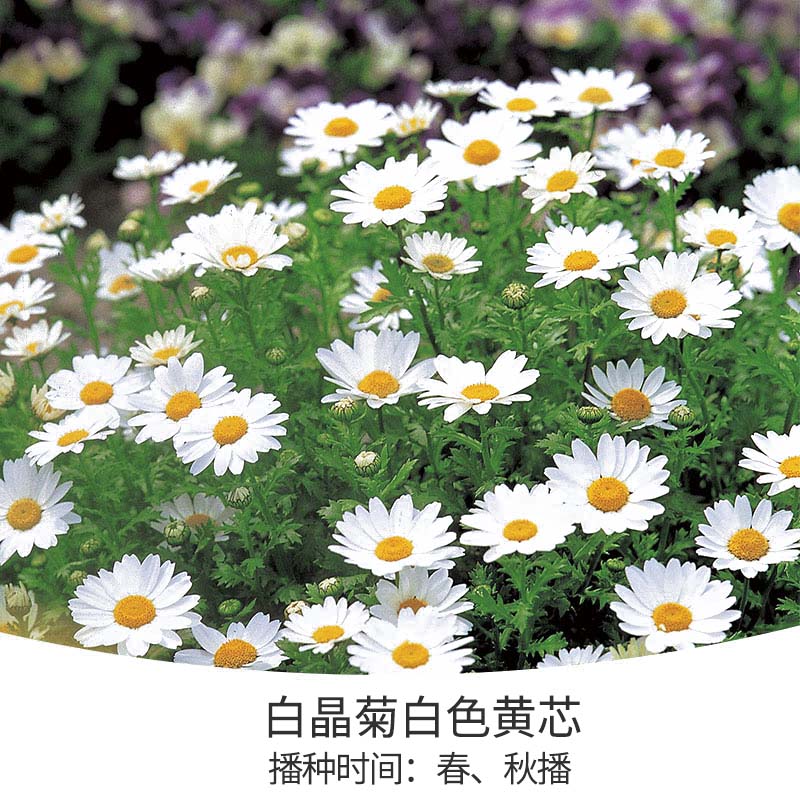 花開堆成雪，不可錯失的春日小晴朗上線啦！