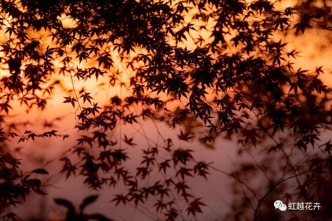 43個(gè)神仙品種！陽臺(tái)種紅楓也能很絕美~