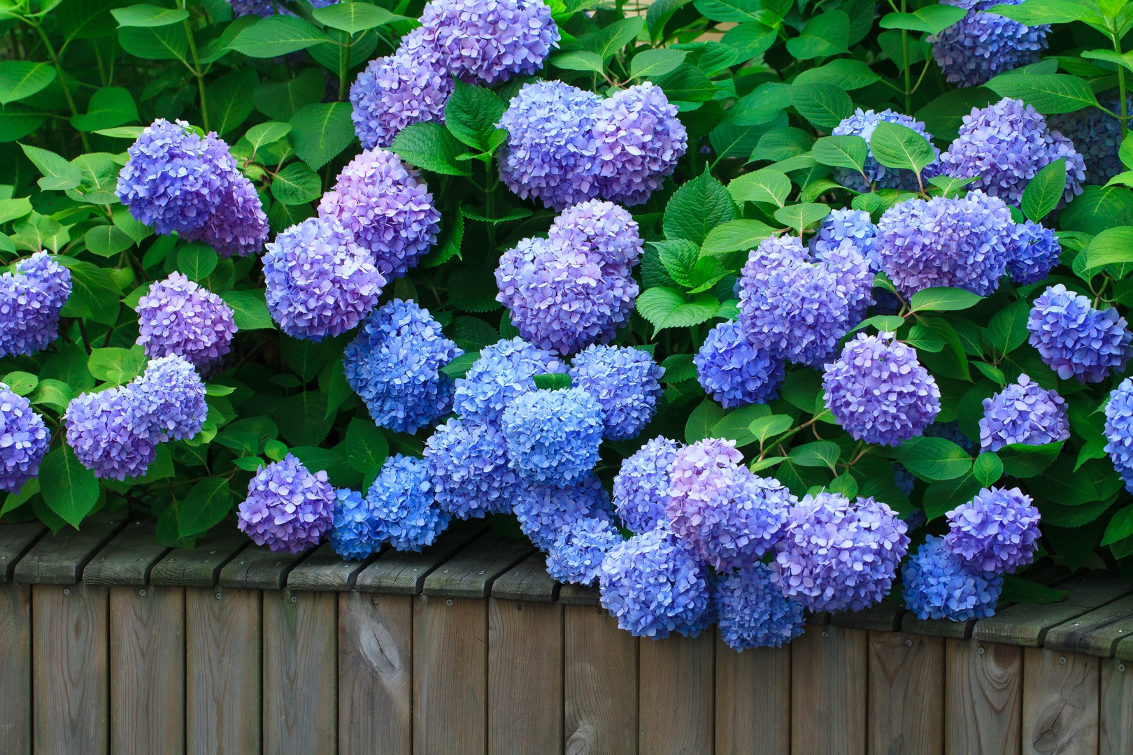 從400元1盆到4元1斤，無盡夏真的跌下神壇了么？