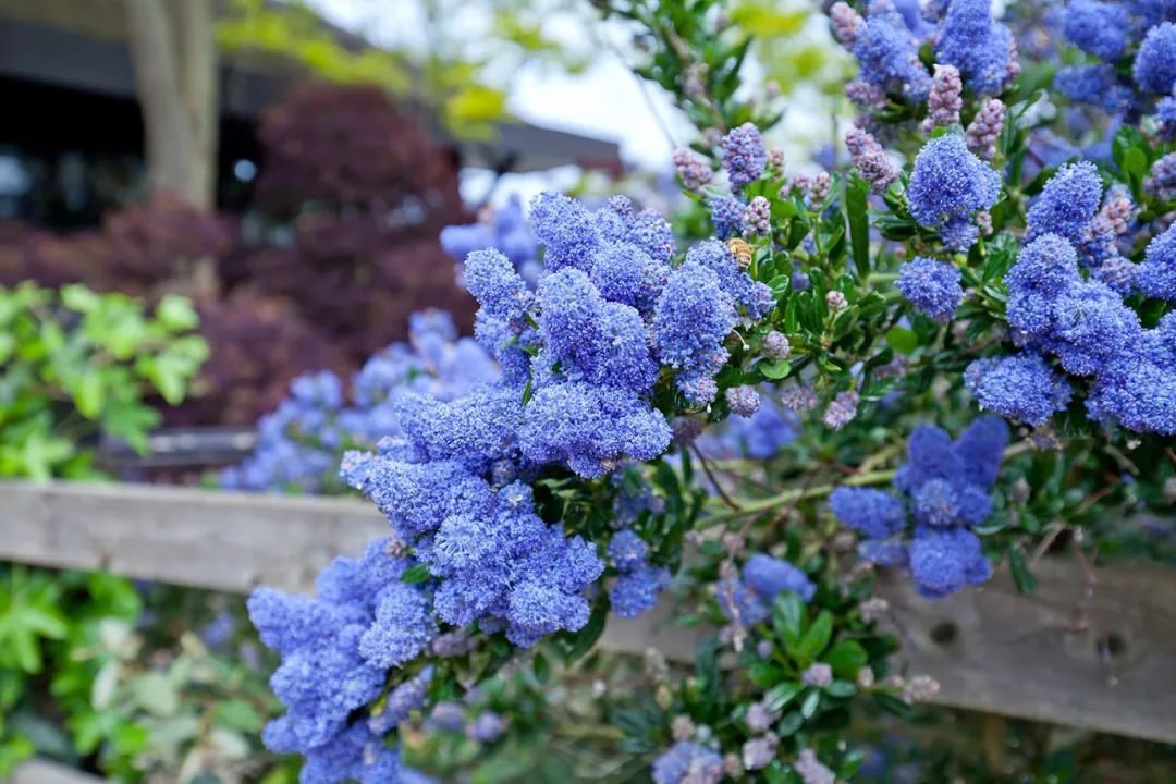 繡球變得毛絨絨時(shí)，就成了美到飛起的美洲茶