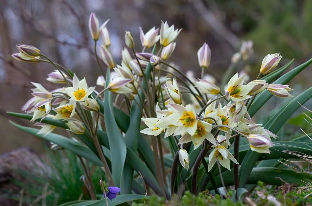 ‘平平無(wú)奇’小野花，憑什么被稱為中國(guó)郁金香？