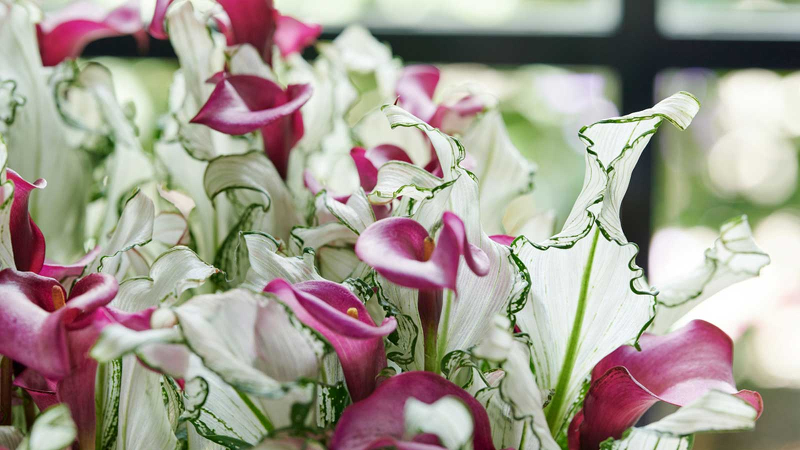 葉比花美，仙到?jīng)]朋友的‘冰雪女王’驚艷上線！