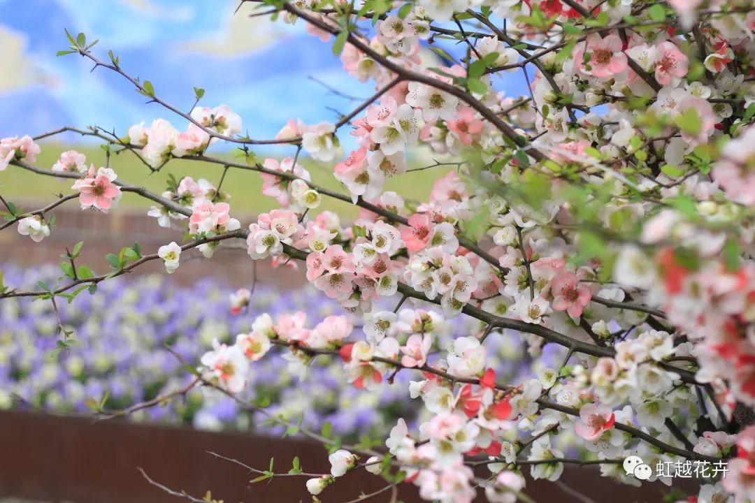 不出意外，又到虹越最美的時(shí)候了！