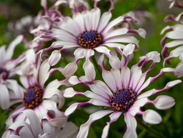 奇特小眾，宛如‘天外來客’的藍(lán)目菊，究竟有多可愛？