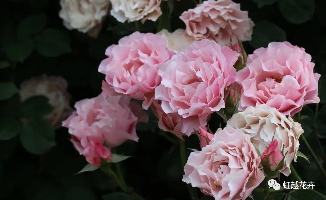14個(gè)絕美品種！這家世界級(jí)月季終于上新了！