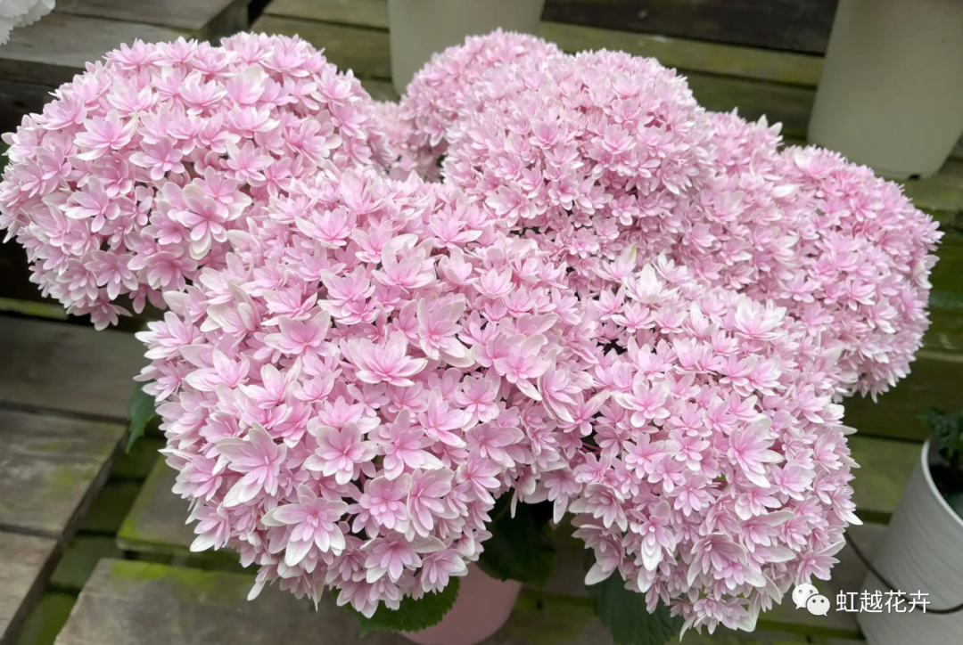 官宣｜虹越與日本加茂達(dá)成獨(dú)家合作！還會帶來這些超級新品