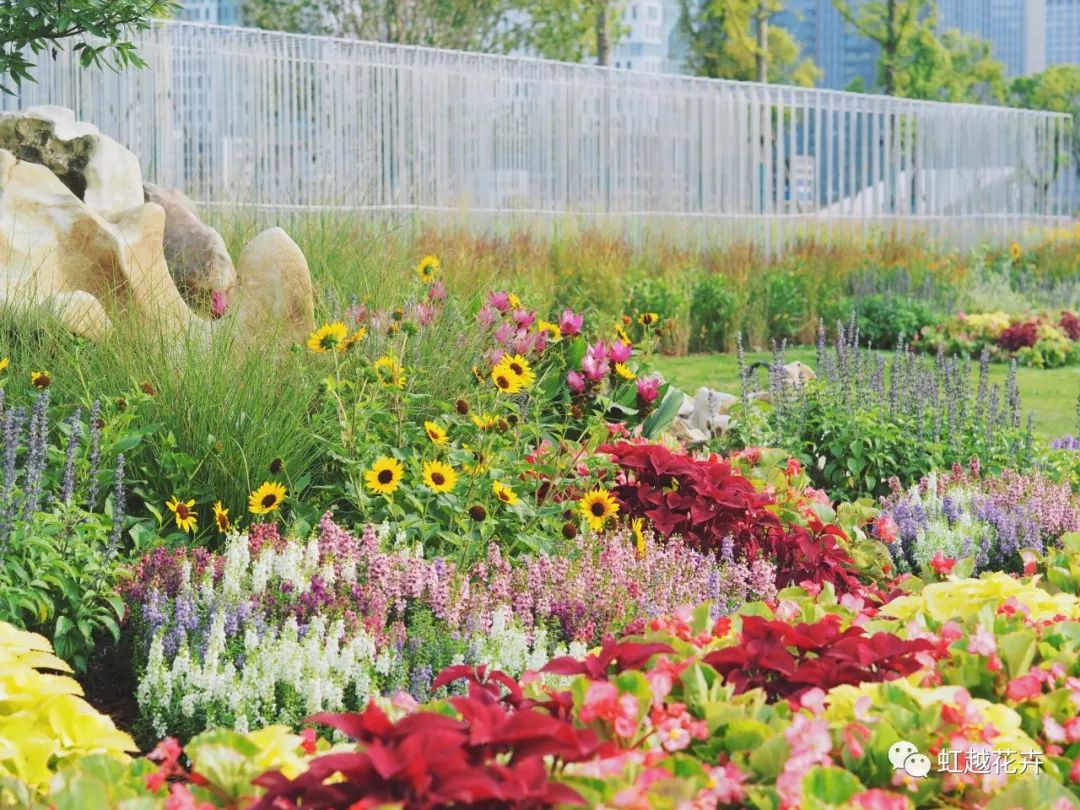70000+㎡低維護油畫風(fēng)花境！虹越的亞運景觀改造究竟有多絕？